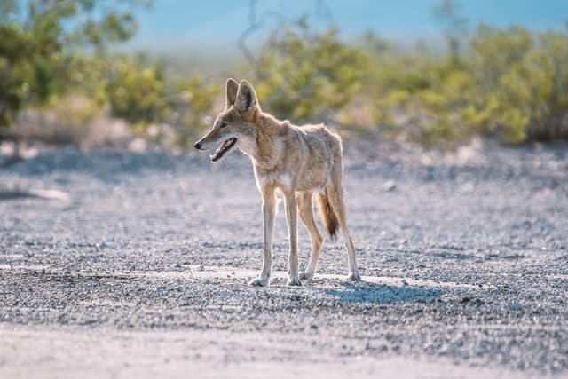 Slender looking coyote standing on a dirt road.