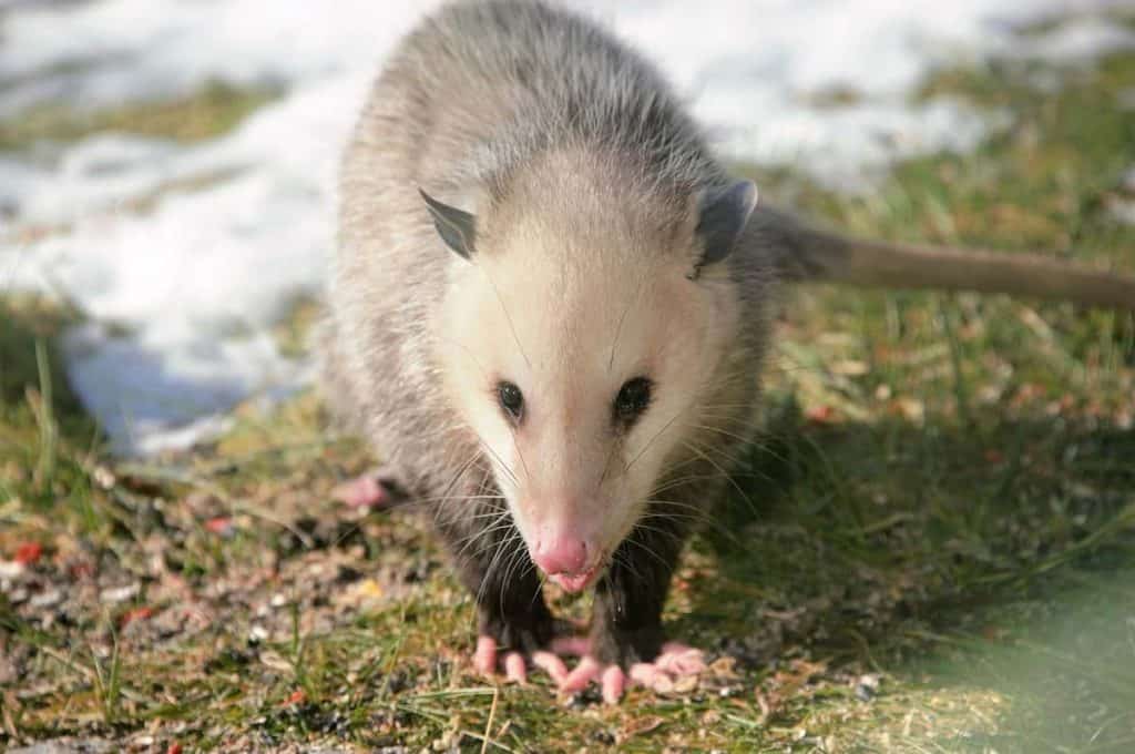 An opossum walking in the grass close to the snow, with its delicate fingers visible.