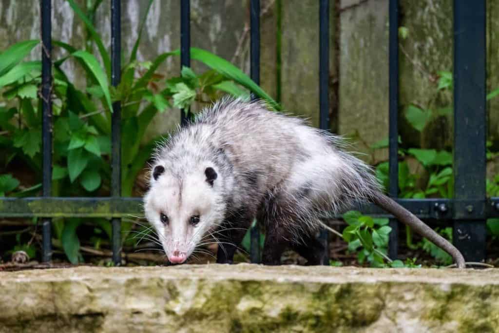 An opossum sniffing the ground in front of a garden fence.