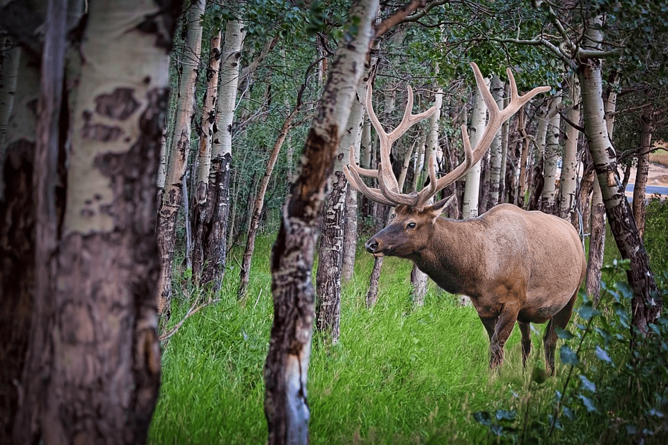 Bull elk with large antlers walking between slender trees and tall green grass.