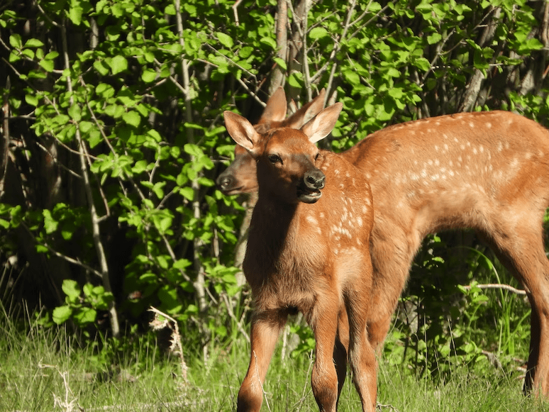 Two young elk fawns in front of bright green bushes.