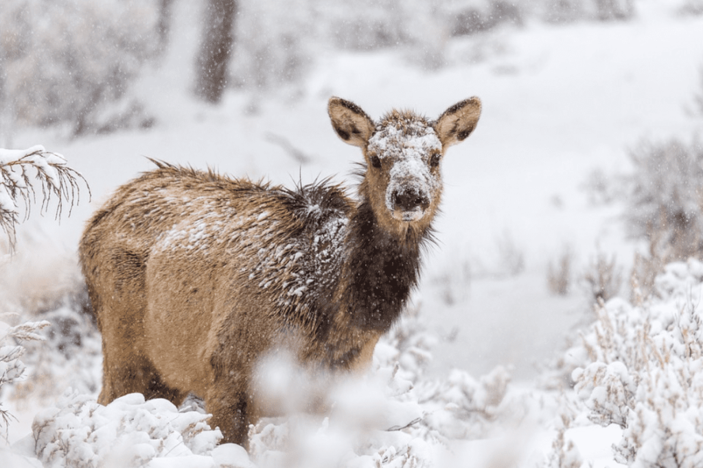 Elk without antlers with snow in the face, standing among snow-covered bushes.