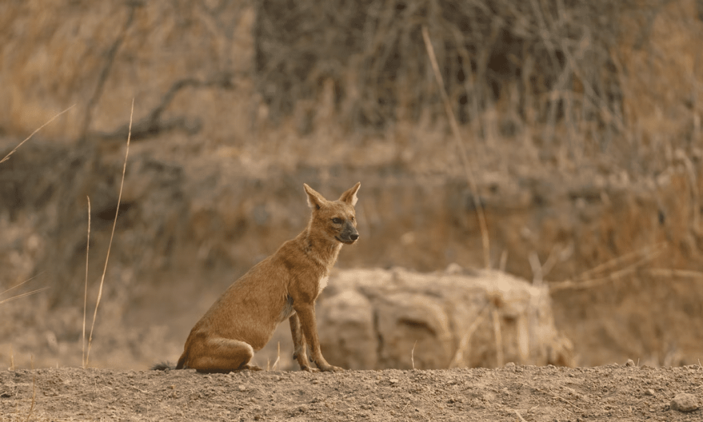 A Dhole sitting on barren soil.