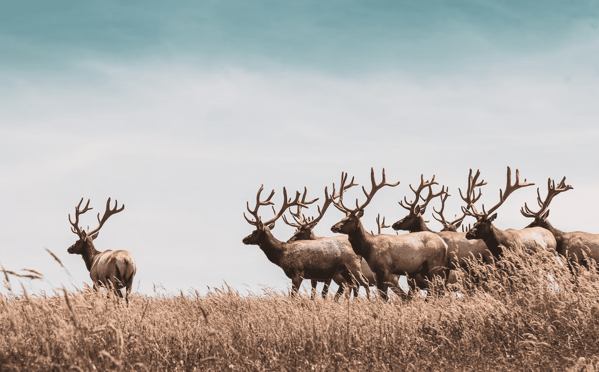 Elk listening to sounds