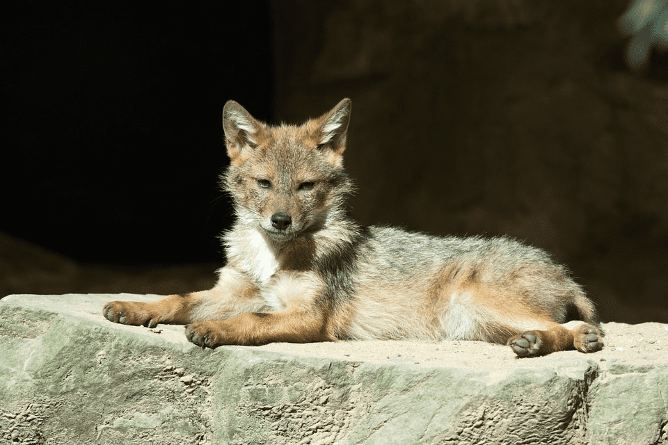 Juvenile coyote lying on a rock.