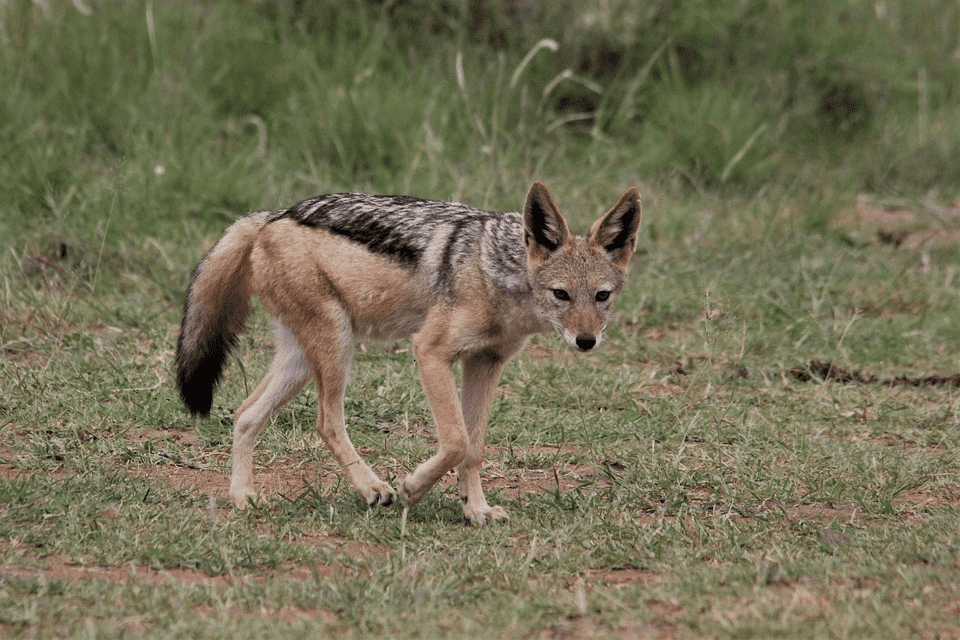 Golden jackal walking on green grass.