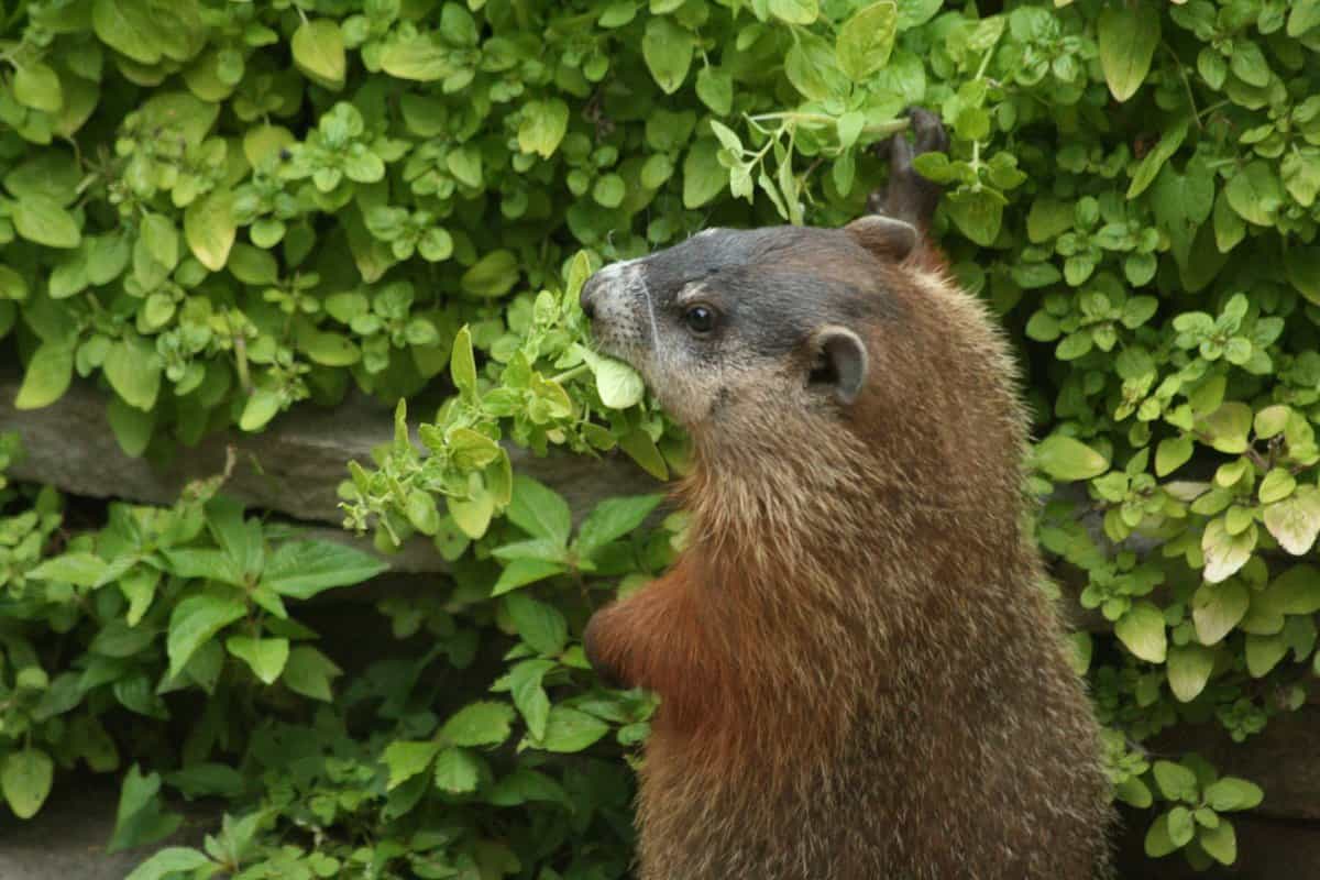 Groundhog eating oregano