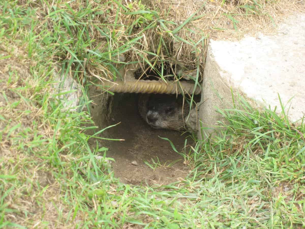 Groundhog looking out from its burrow