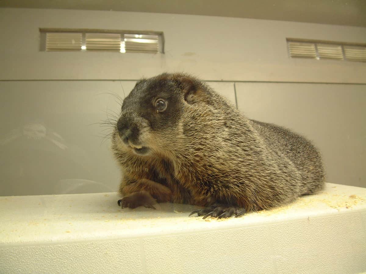 Groundhog in sterile environment